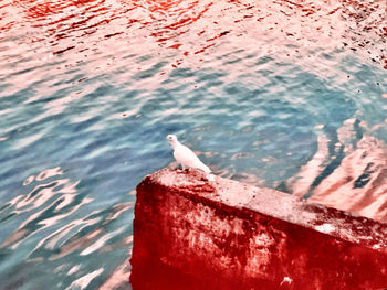 High angle view of seagull perching on a sea