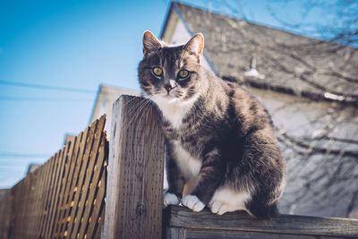 Cat on fence against sky