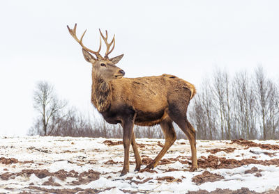 Beautiful male adult red deer, stag or hart, with big horn walking free in a field with snow