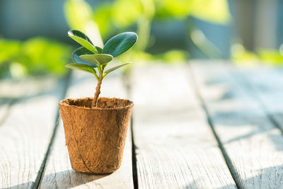 Close-up of potted plant on table