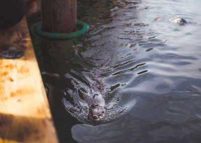 High angle view of otter swimming in sea