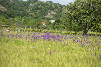 Scenic view of flowering plants on field