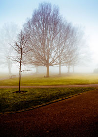 Bare trees on landscape against sky