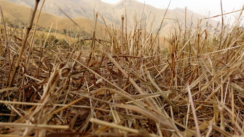 Close-up of dry grass on field