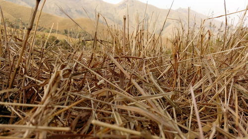 Plants growing on field