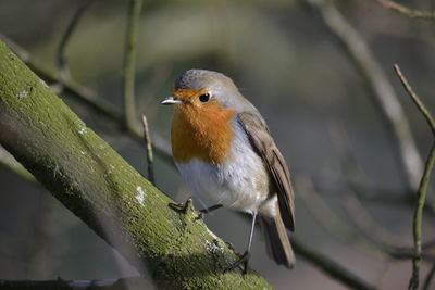 Close-up of robin perching on branch