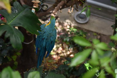 Close-up of parrot perching on plant