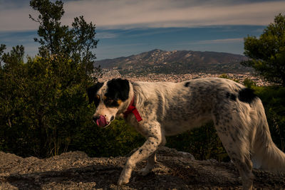 Dog standing by tree against sky