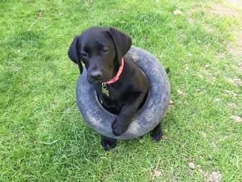 High angle view of dog sitting on field