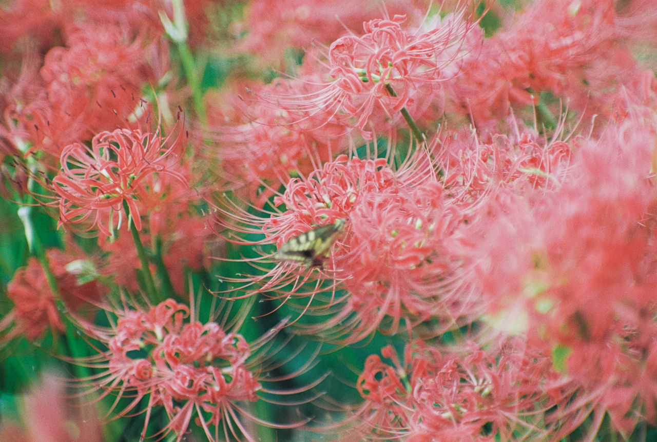 CLOSE-UP OF RED FLOWERING PLANTS