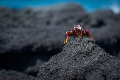 Close-up of crab on rock at beach