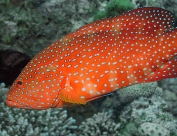 A coral grouper - cephalopholis miniata - in the red sea, egypt