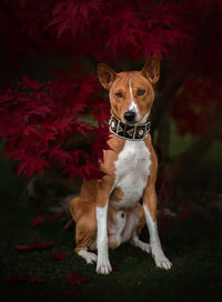 Portrait of dog sitting on leaves during autumn