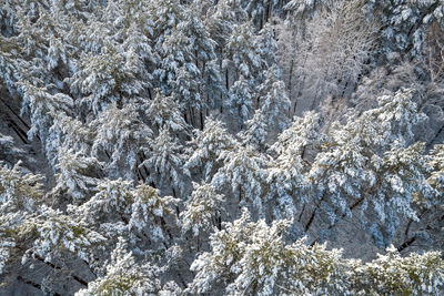 Full frame shot of frozen trees during winter