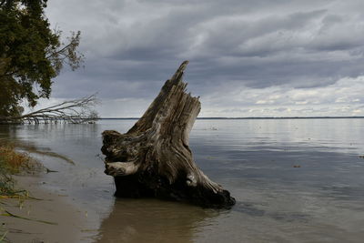 Driftwood on beach by sea against sky