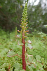 Close-up of flowering plant on field