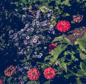 Close-up of pink flowers