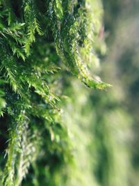 Close-up of green plant growing outdoors