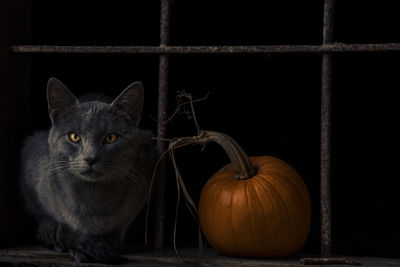 Close-up portrait of cat against wall at night