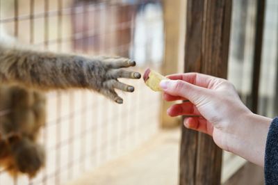 Cropped image of person feeding monkey in zoo