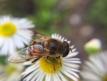 Close-up of bee pollinating on flower