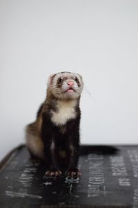 Portrait of young ferret standing on floor against white background