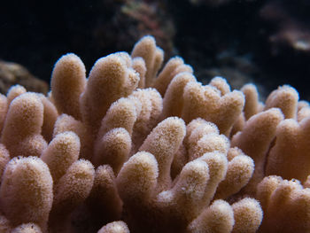 Close up of soft coral that found at coral reef area at malaysia island