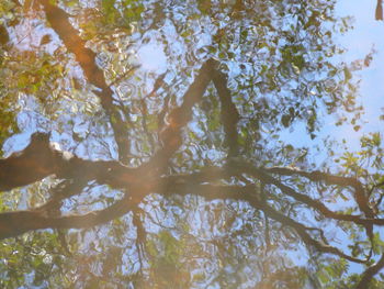 Low angle view of trees