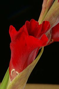 Close-up of red rose flower against black background