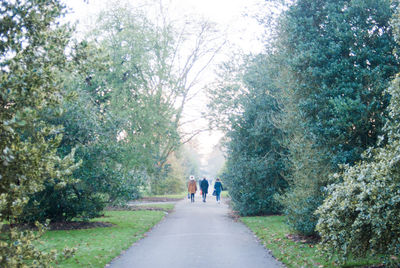 Rear view of people walking on road along trees