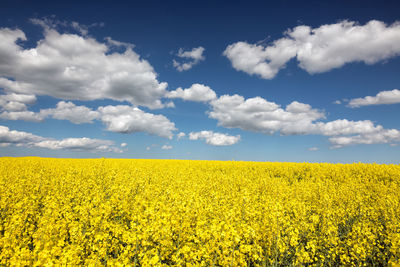 Scenic view of oilseed rape field against sky