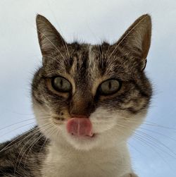 pet