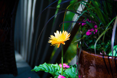 Close-up of yellow flower