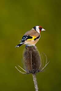 European goldfinch perching on teasel