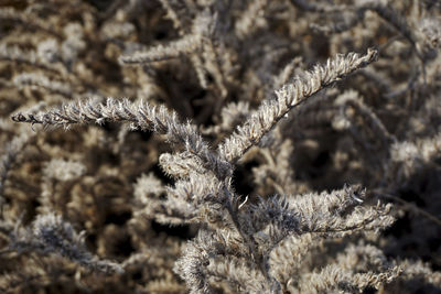 Close-up of frozen plant