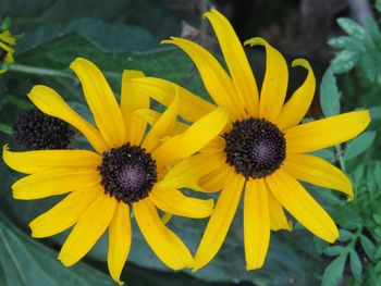 Close-up of yellow black-eyed blooming outdoors