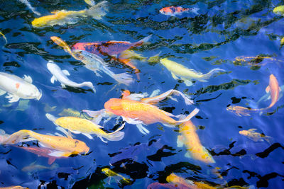 Fish swimming in sea