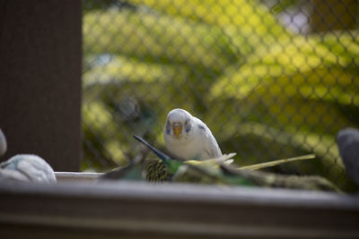 Close-up of parrot perching on metal fence