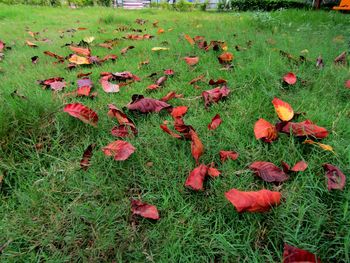 High angle view of autumn leaves on field