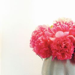 Close-up of pink flowers against white background