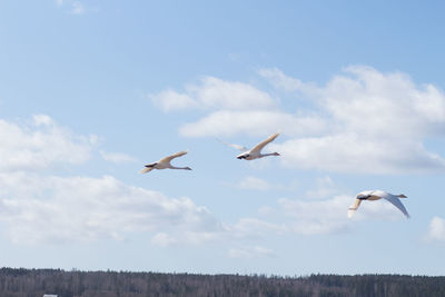 Low angle view of swans flying