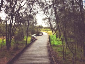 Footpath amidst trees in forest