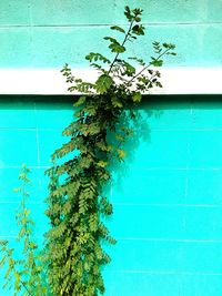 Close-up of ivy against blue sky