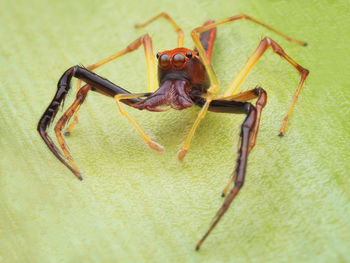 Close-up of insect
