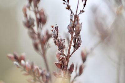 Close-up of flower plant