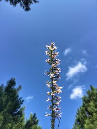 Low angle view of flower tree against blue sky