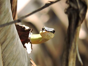 Chrysopelea paradisi snake