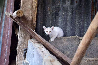 Portrait of a cat on wood