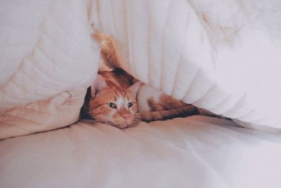 Portrait of cat resting on bed