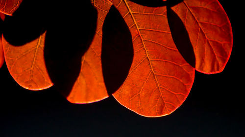 Close-up of red lantern against black background